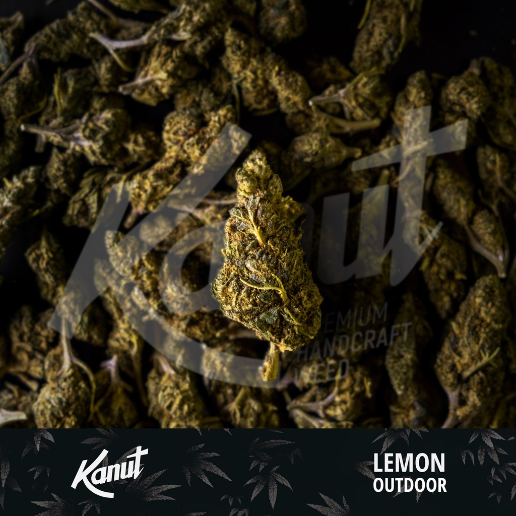 KANUT_Lemon_Outdoor_Lot.jpg