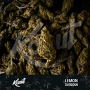KANUT_Lemon_Outdoor_Lot.jpg