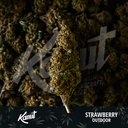 KANUT_Strawberry_Outdoor_Lot.jpg