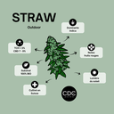 Vrac Straw-Mango Outdoor 1KG